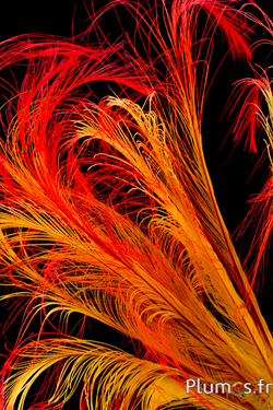 Faisan Hoki - 45-50 cm - jaune-rouge